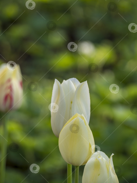 Скачать Белые и светло-желтые тюльпаны в весеннем саду, залитом светом фотосток Ozero