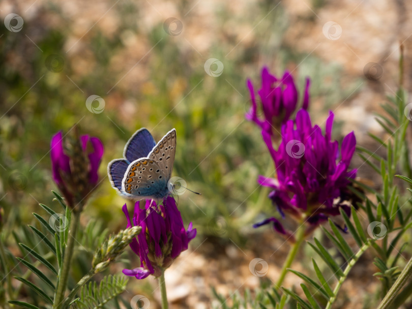 Скачать Крупным планом красивая бабочка на цветке на зеленом фоне. фотосток Ozero