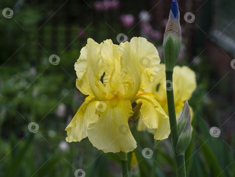 Скачать Желтый цветок ириса, распускающийся в саду на фоне размытых цветов фотосток Ozero