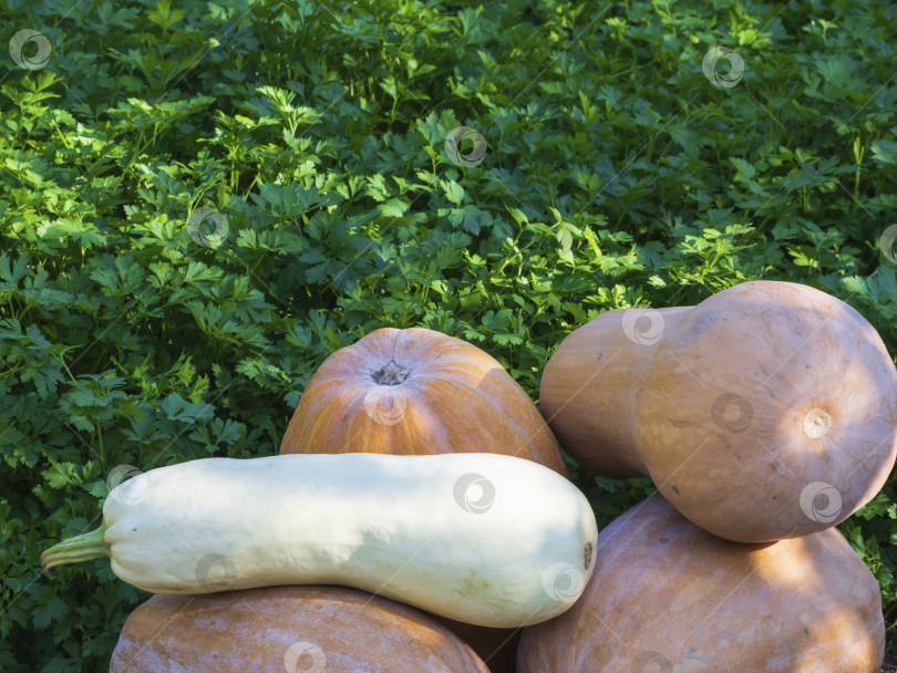Скачать Четыре большие желтые тыквы и белый цуккини лежат кучкой рядом с грядкой зеленой петрушки.  Концепция здорового вегетарианского питания. Экологически чистые продукты выращиваются в местном саду фотосток Ozero