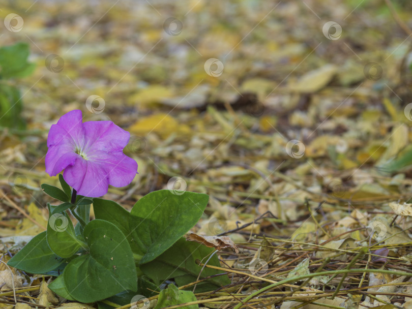 Скачать Одинокий розовый цветок петунии на фоне осыпающейся желтой листвы. Осенний фон. Яркое зелено-розовое пятно живого растения на фоне мертвых желтых листьев фотосток Ozero