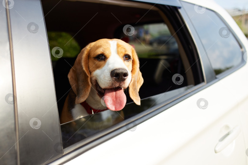 Скачать Собака путешествует на машине. Симпатичная собачка бигль выглядывает из окна машины фотосток Ozero
