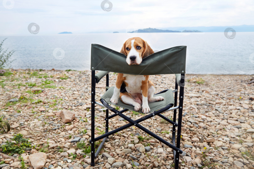 Скачать Собака сидит на складном походном стуле на галечном пляже. фотосток Ozero