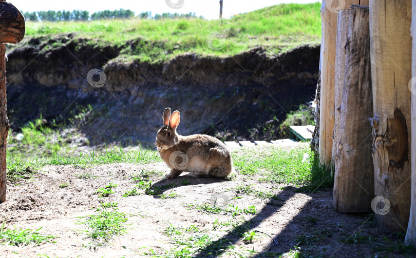 Скачать Сельскохозяйственное животное в лесу. кролик фотосток Ozero