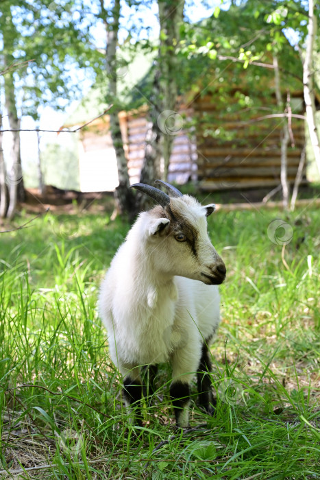 Скачать Сельскохозяйственное животное. Милая маленькая девочка кормит козу на пастбище фотосток Ozero