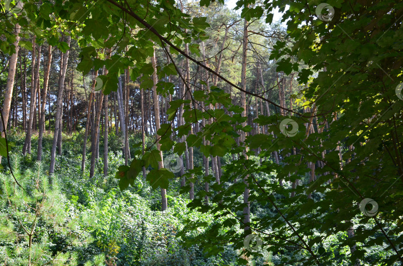 Скачать Молодые посадки сосен в курортном парке Кисловодска фотосток Ozero