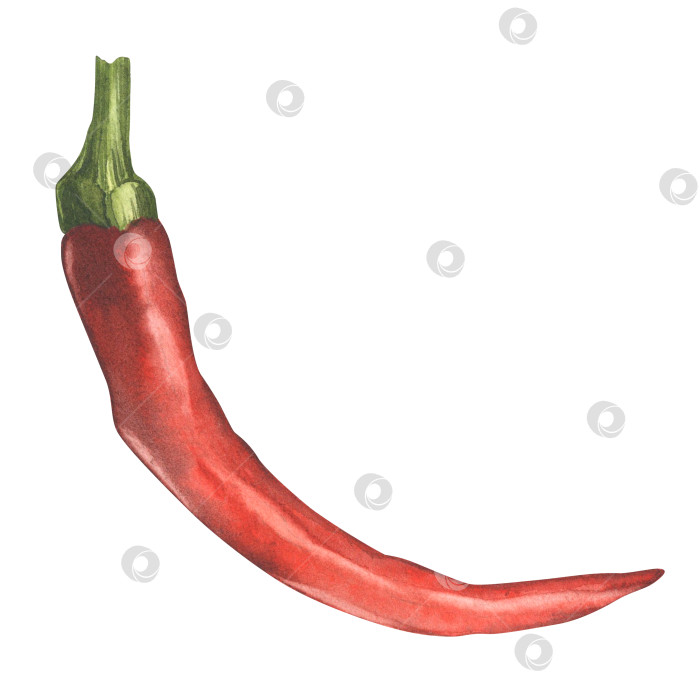 Скачать Красный острый перец. Акварельная иллюстрация овоща-перца. Иллюстрация ботанических продуктов питания для дизайна, печати или фона фотосток Ozero