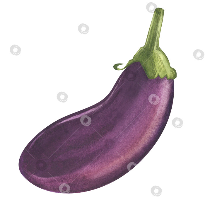 Скачать Фиолетовый баклажан. Овощ. Ботаническая иллюстрация для дизайна, печати или фона фотосток Ozero