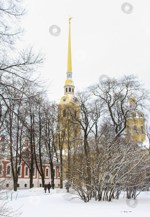 Скачать Петропавловский собор за деревьями. фотосток Ozero