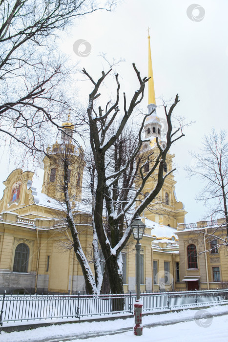 Скачать Голые деревья перед Петропавловским собором. фотосток Ozero