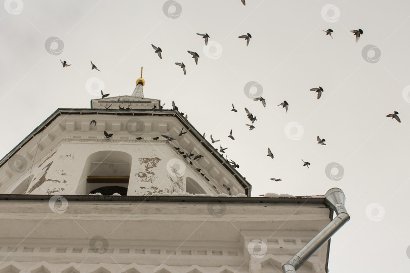 Скачать Высокая колокольня с птицами. фотосток Ozero