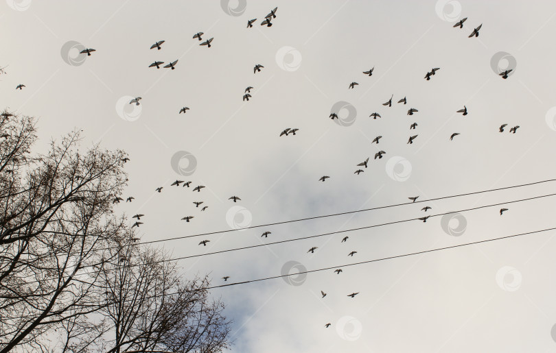 Скачать Стая голубей в небе. фотосток Ozero