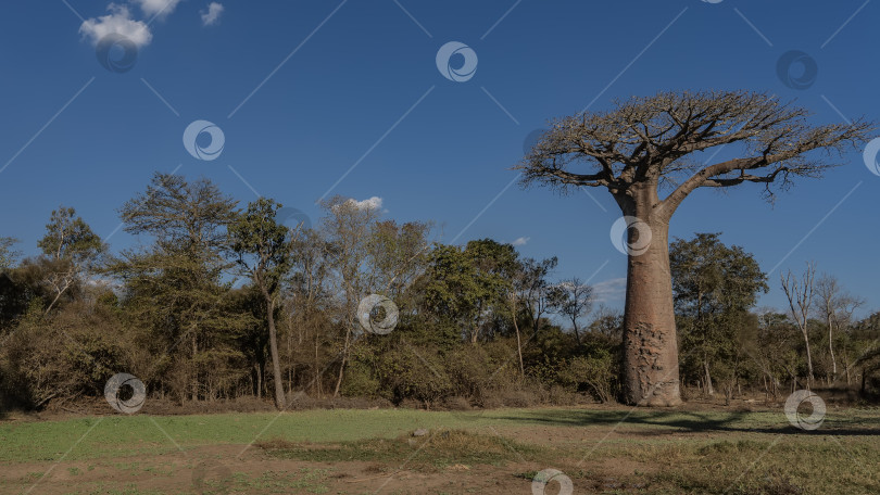 Скачать Красивое дерево баобаб на поляне с зеленой травой. фотосток Ozero