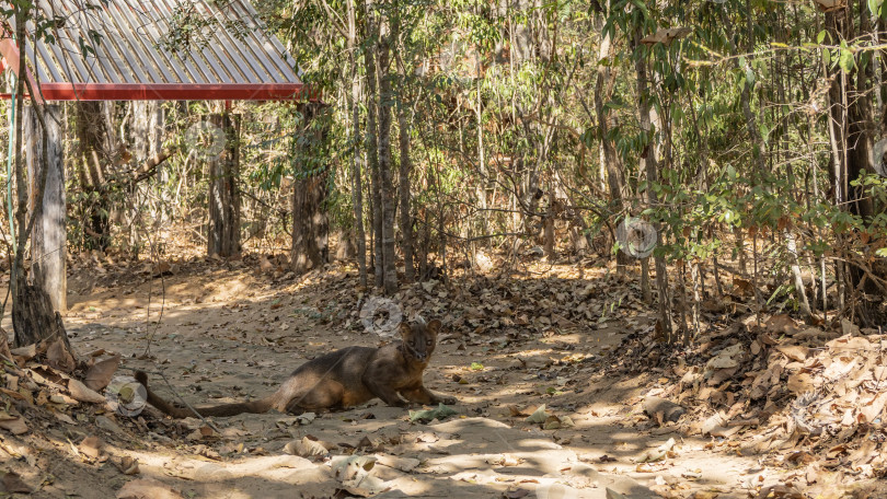 Скачать Уникальное животное, эндемик Мадагаскара, фосса сидит на тропинке фотосток Ozero