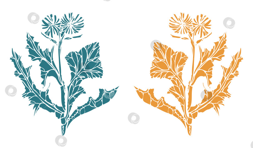 Скачать Печать дикого салата-латука (Lactúca serríola) для ботанических зарисовок и дневников путешественников и подростков. фотосток Ozero