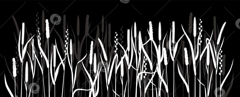 Скачать Силуэты белой травы на черном фоне фотосток Ozero