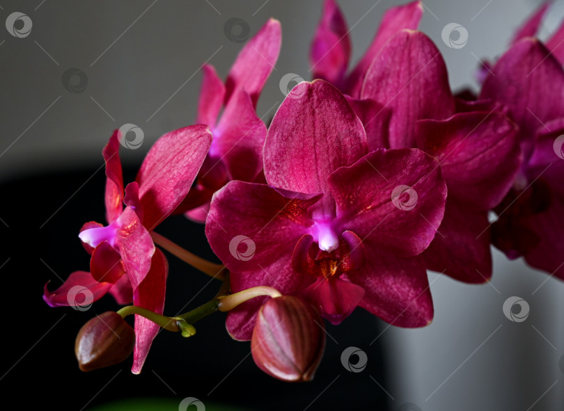Скачать распускающиеся цветы, темно-розовая орхидея, на голубом фоне, обои, задний план, изолированный, пространство для копирования, крупный план фотосток Ozero