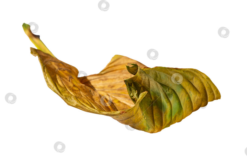Скачать Макросъемка осеннего желто-зеленого увядшего листа растения, выделенного на белом фоне фотосток Ozero
