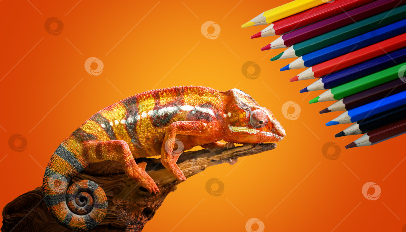 Скачать Хамелеон и цветные карандаши. Красота хамелеона, нарисованная цветными карандашами фотосток Ozero