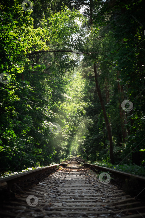 Скачать заброшенная лесная железная дорога в летнем лесу фотосток Ozero