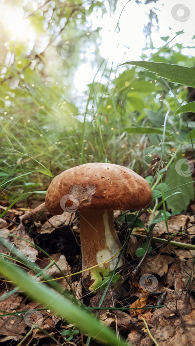 Скачать Съедобный гриб в лесу на зеленом фоне фотосток Ozero