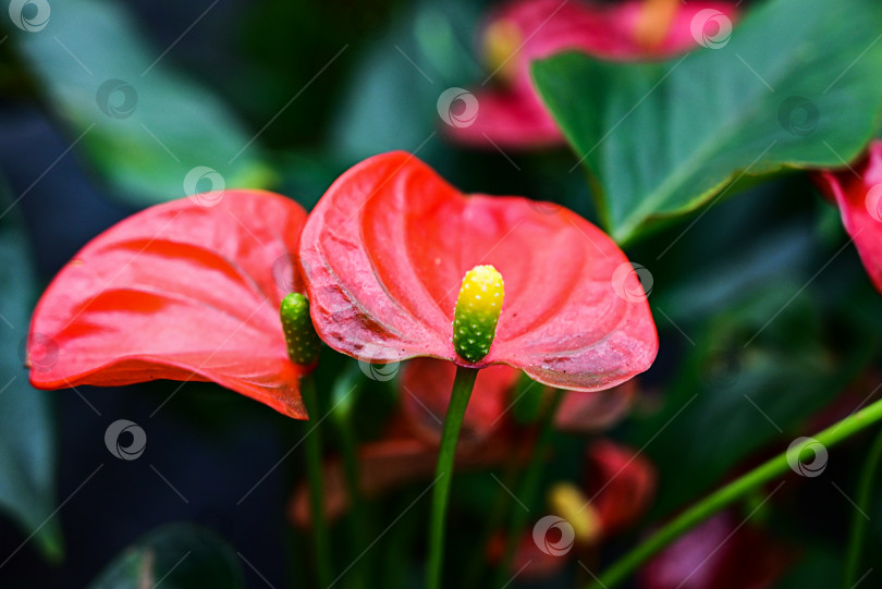 Скачать Цветок антуриума Андре красного цвета с листьями в форме сердца. закрыть фотосток Ozero