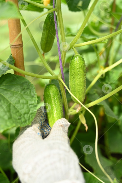 Скачать Рост и цветение тепличных огурцов. Выращивание органических продуктов питания. Сбор урожая огурцов. Фотография высокого качества фотосток Ozero