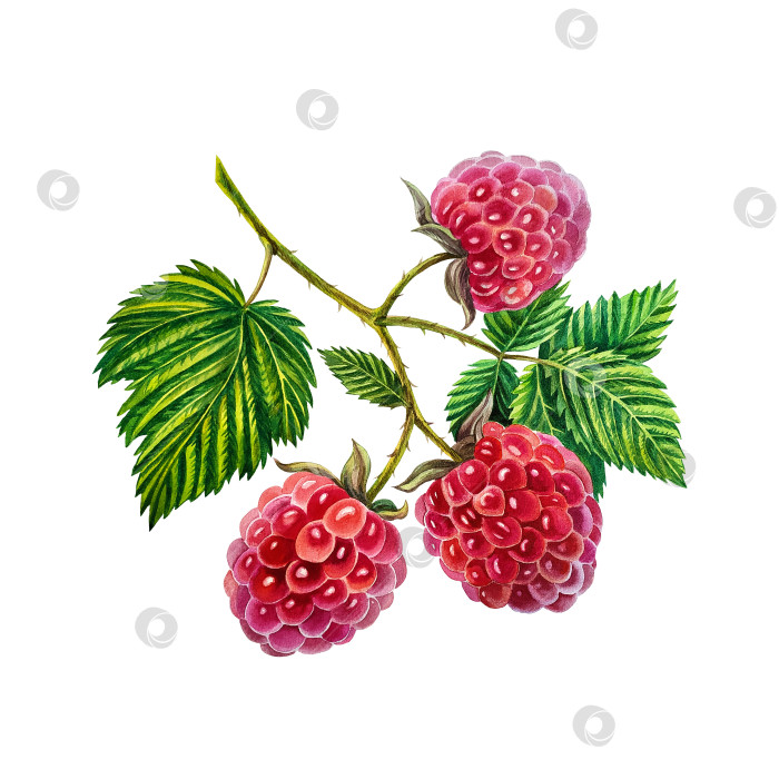 Скачать Малина. Ветка малины с ягодами и листьями. акварельная иллюстрация. Изолированный на белом фоне. фотосток Ozero