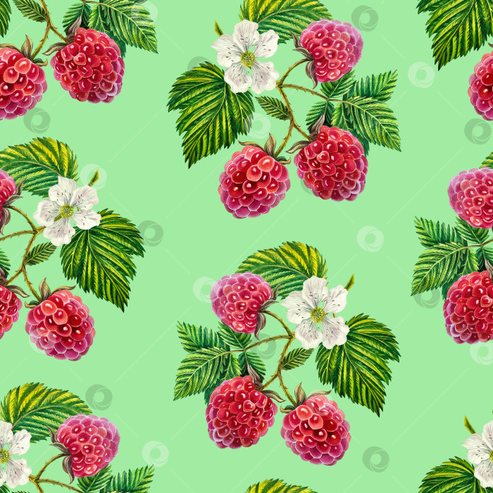 Скачать Малина. Узор с малиновыми ветками, ягодами и листьями. Акварельная иллюстрация. На зеленом фоне. фотосток Ozero