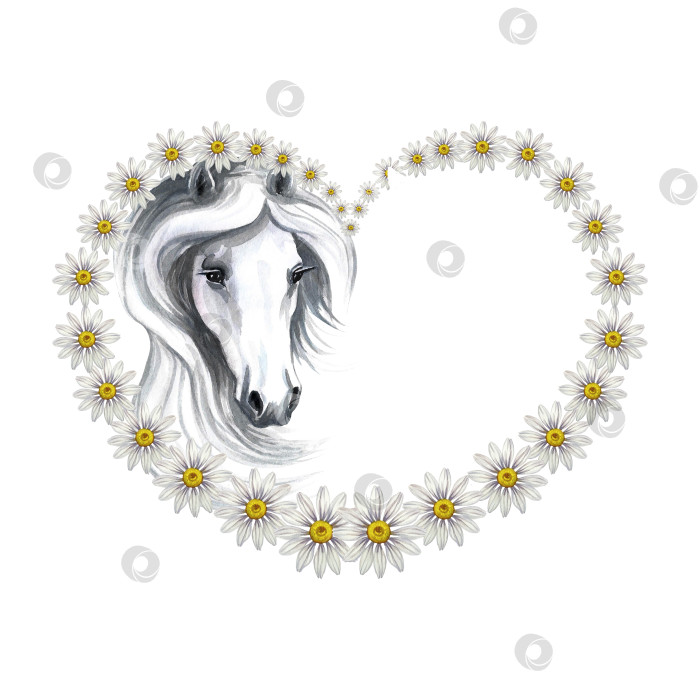 Скачать Портрет белой лошади, украшенный маргаритками в форме сердца. Акварель ручной работы. Для печати, наклеек и этикеток. фотосток Ozero