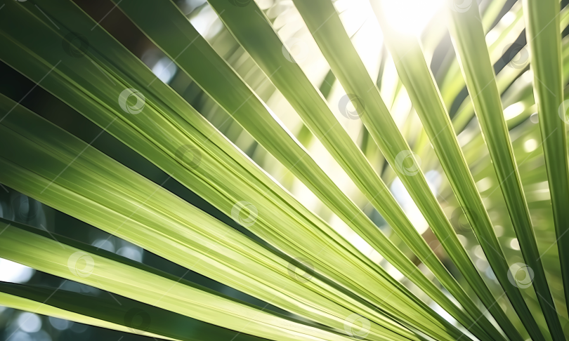 Скачать Тропические пальмовые листья фотосток Ozero
