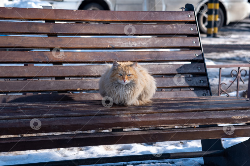 Скачать рыжий пушистый бездомный кот на скамейке в парке зимой фотосток Ozero