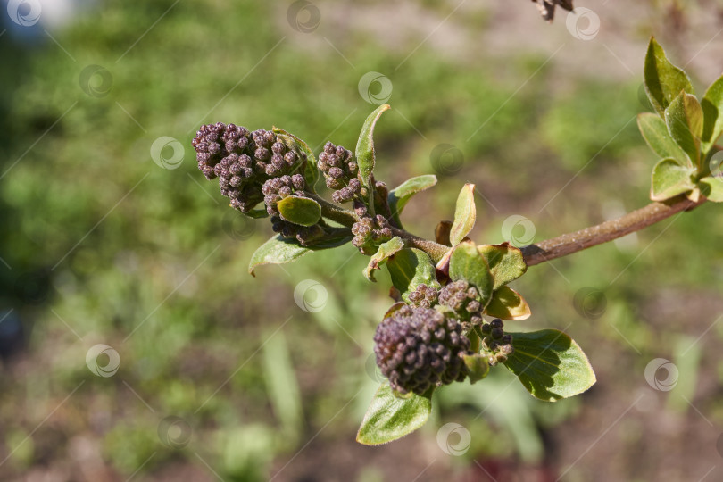 Скачать Цветочные бутоны сирени (лат. Syringa vulgaris) распускаются, и скоро появятся соцветия. фотосток Ozero