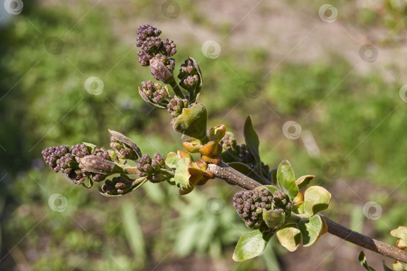 Скачать Цветочные бутоны сирени (лат. Syringa vulgaris) распускаются, и скоро появятся соцветия. фотосток Ozero