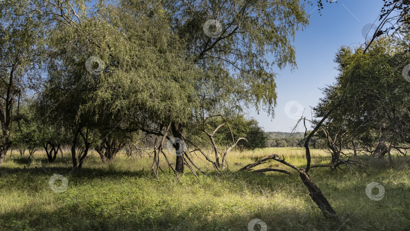 Скачать Пышная зеленая трава и раскидистые деревья растут на залитой солнцем лесной поляне. фотосток Ozero