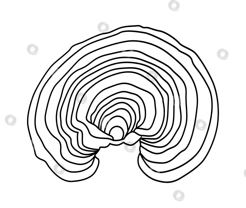 Скачать Контурные рисунки лакированного гриба трутовика, или лакированной ганодермы (также возможны названия Линчжи или Рейши (Ganoderma lucidum) фотосток Ozero