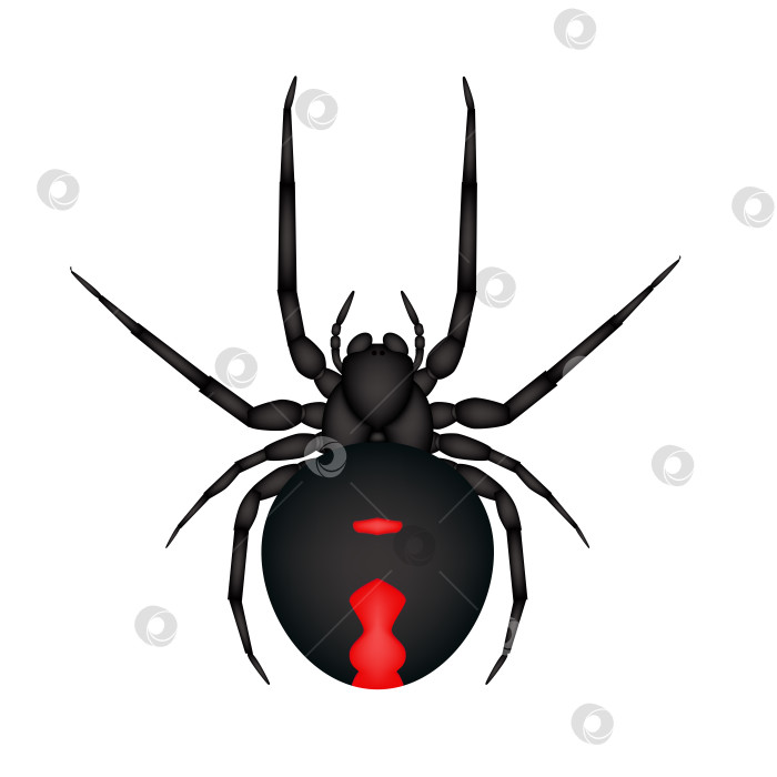 Скачать Паук черная вдова (Latrodectus mactans) - опасное насекомое фотосток Ozero