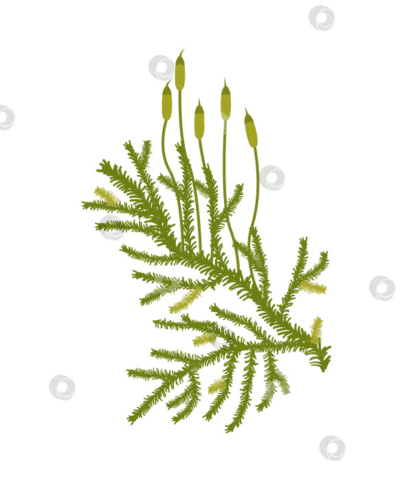 Скачать Многоцветковый мох Пилезия - векторный биологический рисунок Pylaisia polyantha фотосток Ozero
