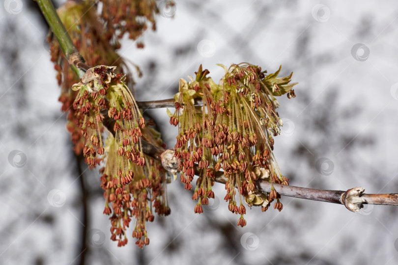 Скачать Цветет клен ясенелистный, или американский клен (лат. Acer negundo), соцветия распускаются. Весна фотосток Ozero