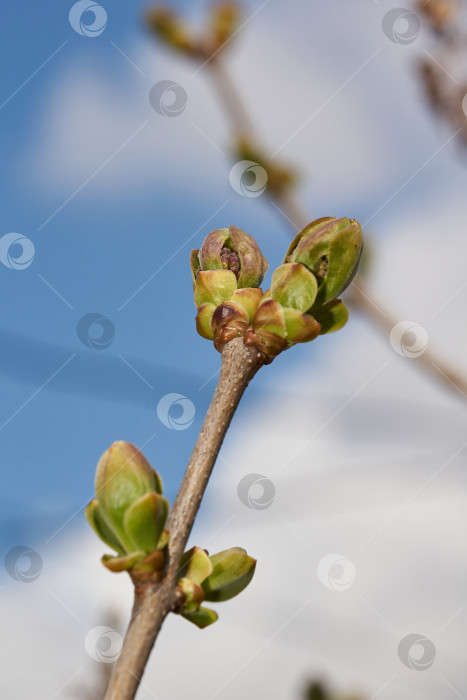 Скачать Цветочные бутоны сирени (лат. Syringa vulgaris) распускаются, и скоро появятся соцветия. Весна фотосток Ozero