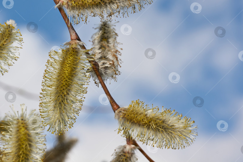 Скачать Весна. Ива (лат. Salix) цветет, распустились сережки - соцветия фотосток Ozero