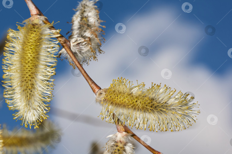 Скачать Весна. Ива (лат. Salix) цветет, распустились сережки - соцветия фотосток Ozero