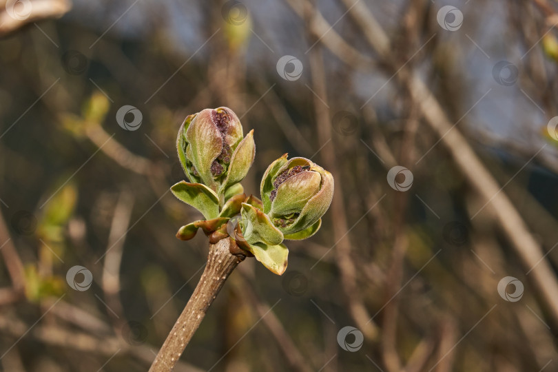 Скачать Цветочные бутоны сирени (лат. Syringa vulgaris) распускаются, и скоро появятся соцветия. Весна фотосток Ozero