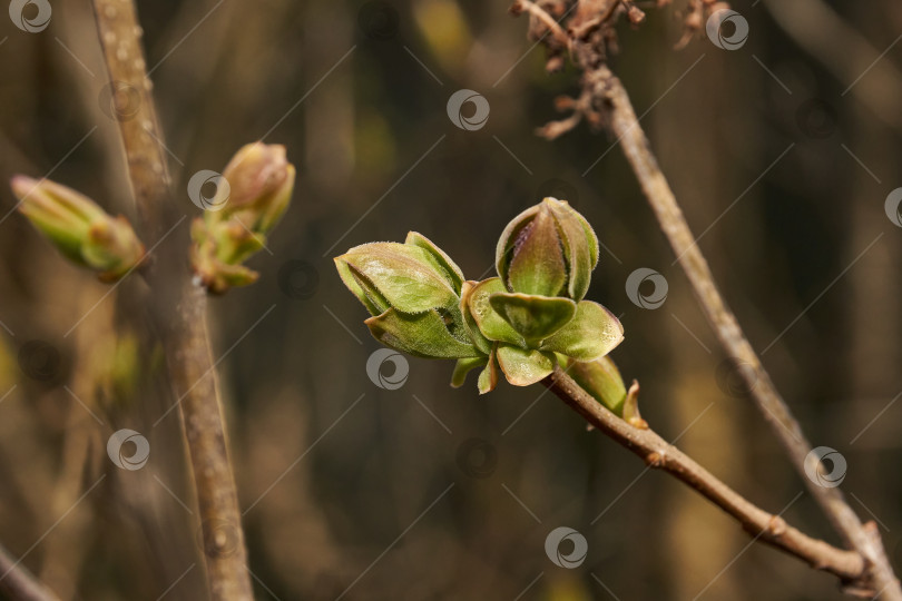 Скачать Цветочные бутоны сирени (лат. Syringa vulgaris) распускаются, и скоро появятся соцветия. Весна фотосток Ozero