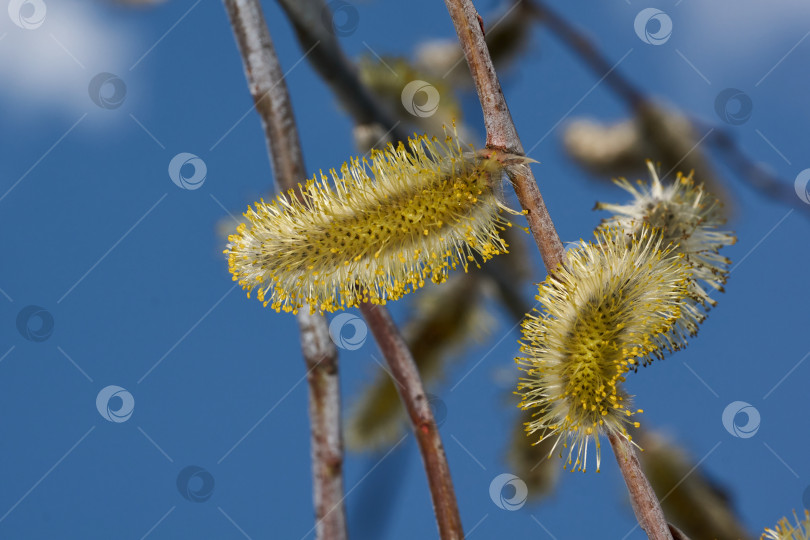 Скачать Весна. Ива (лат. Salix) цветет, распустились сережки - соцветия фотосток Ozero