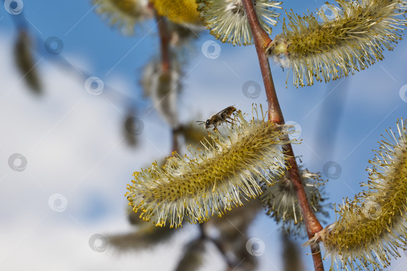 Скачать Весна. Ива (лат. Salix) цветет, распустились сережки - соцветия фотосток Ozero