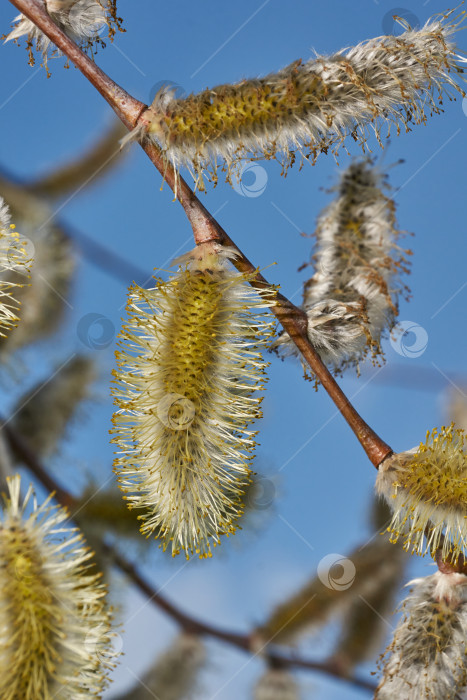 Скачать Весна. Ива (лат. Salix) цветет, распустились сережки - соцветия фотосток Ozero