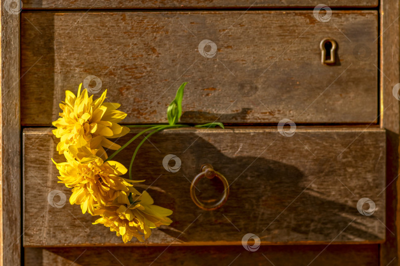 Скачать Желтые цветы рудбекии в ящике антикварного письменного стола. Прощай, лето. Привет, осень. настроение легкой грусти фотосток Ozero