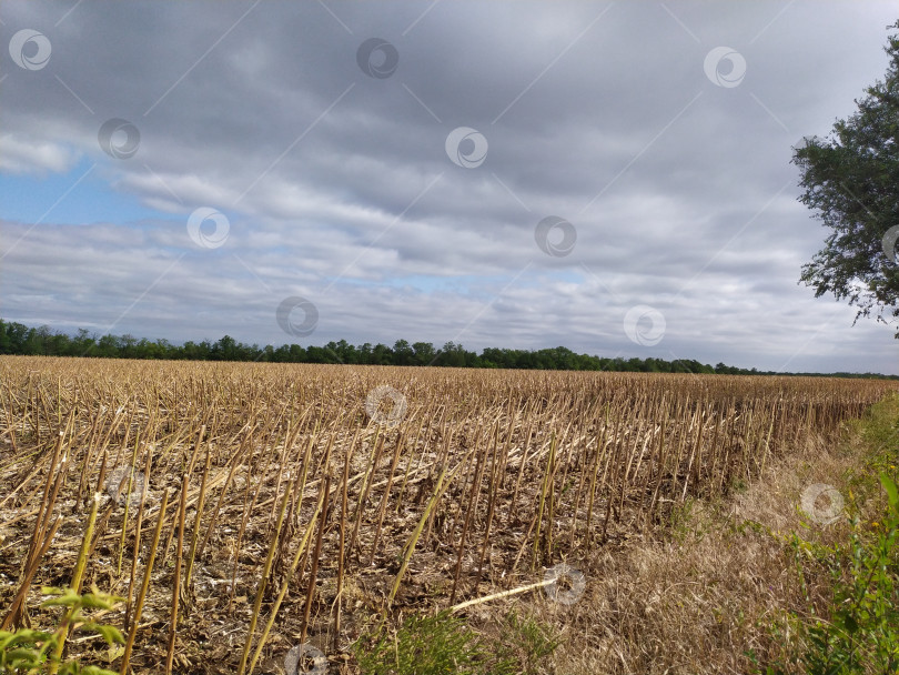 Скачать Скошенное поле фотосток Ozero