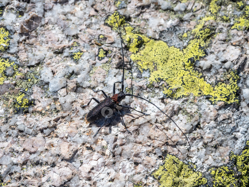 Скачать Естественный фон с изображением жука. большой черный жук-усач ползет по камню с лишайниками в сибирском лесу. Крупным планом, скопируйте пробел. фотосток Ozero